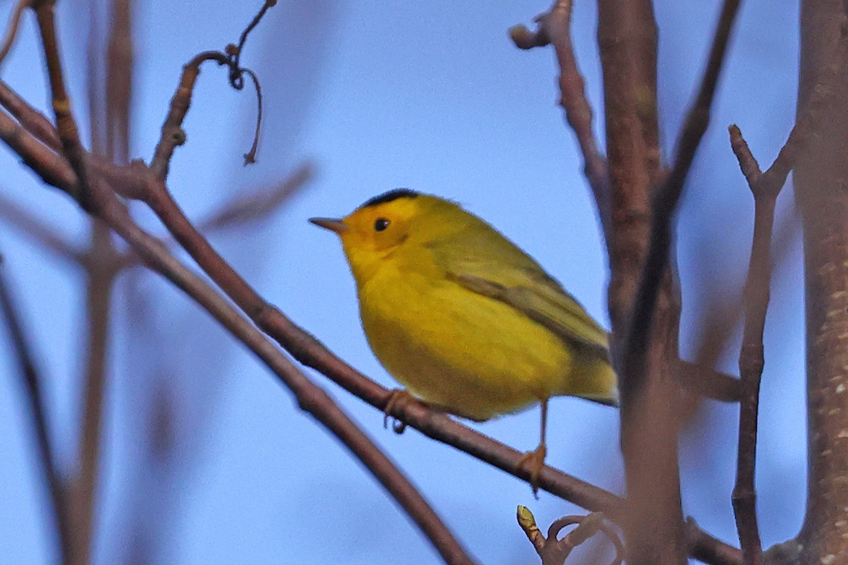 Wilson's Warbler - John Alexander