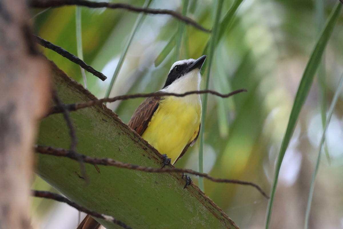 Great Kiskadee - ML613164111