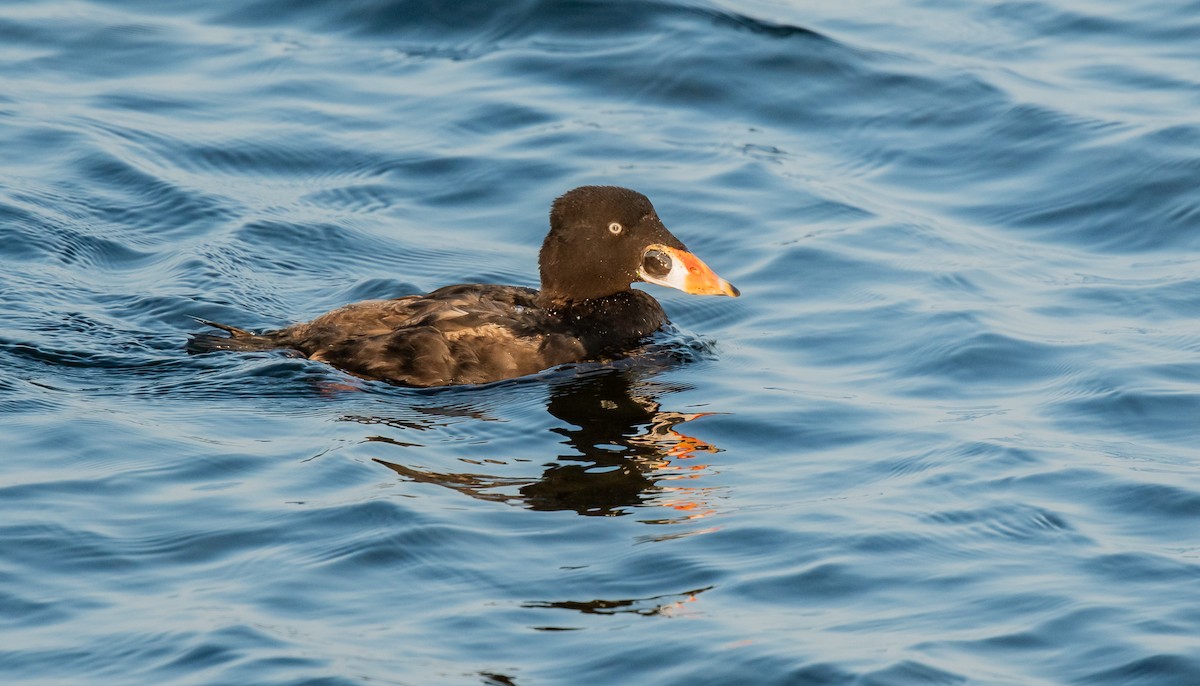 Surf Scoter - ismael chavez