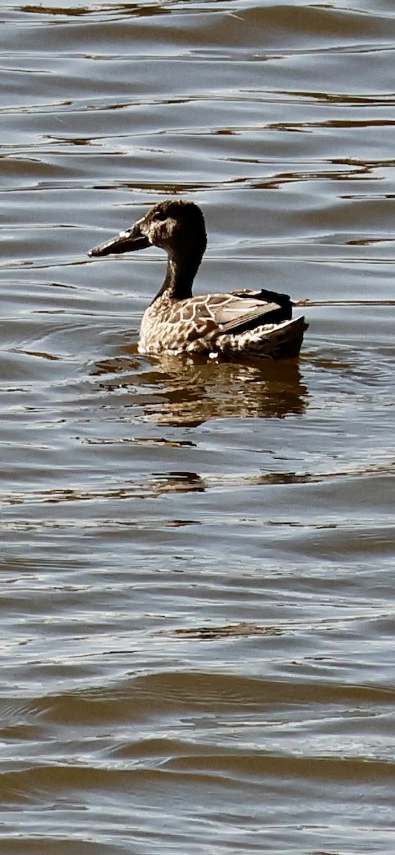 Northern Shoveler - ML613164202