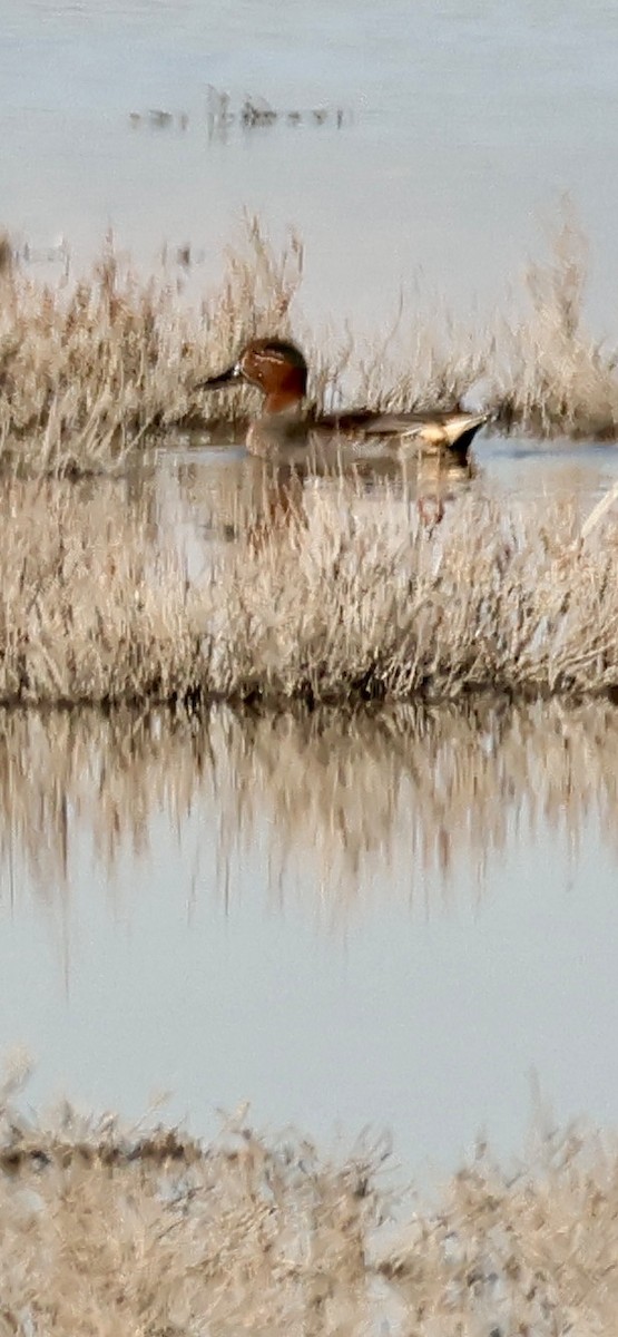 Green-winged Teal - ML613164222