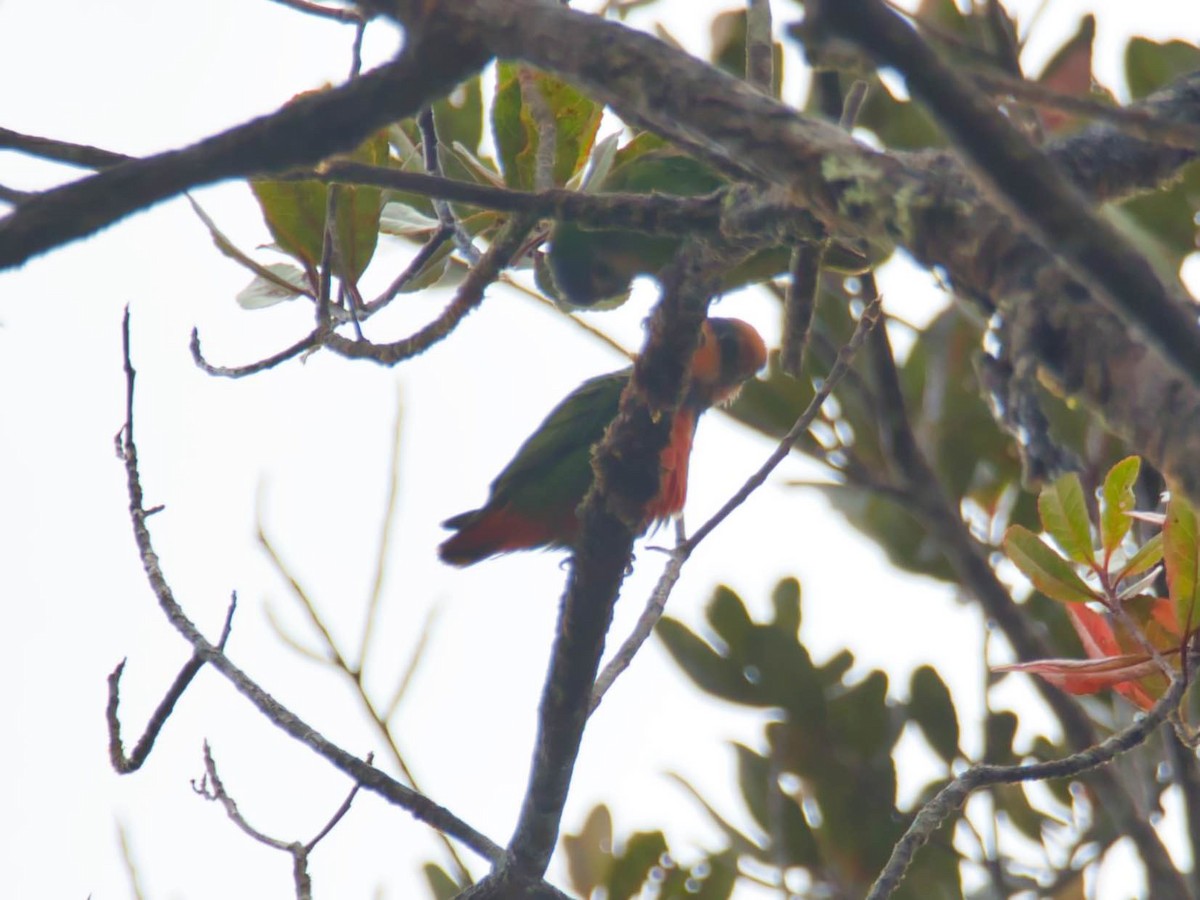 Red-breasted Pygmy-Parrot - Eric Carpenter