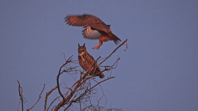 Eurasian Eagle-Owl - ML613164271