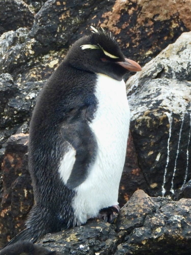 Southern Rockhopper Penguin - ML613164349