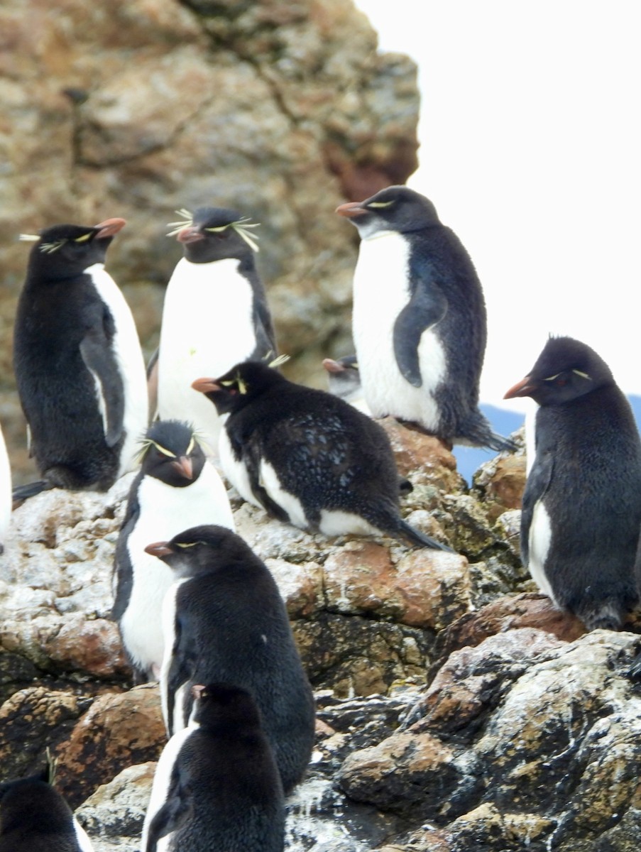 Southern Rockhopper Penguin - ML613164351