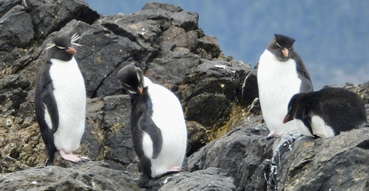 Southern Rockhopper Penguin - ML613164352