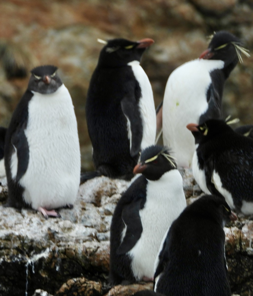 Southern Rockhopper Penguin - ML613164353