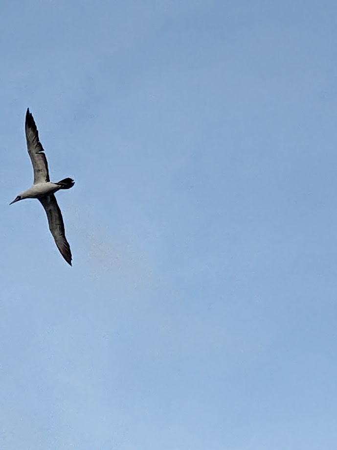 Masked Booby - ML613164376