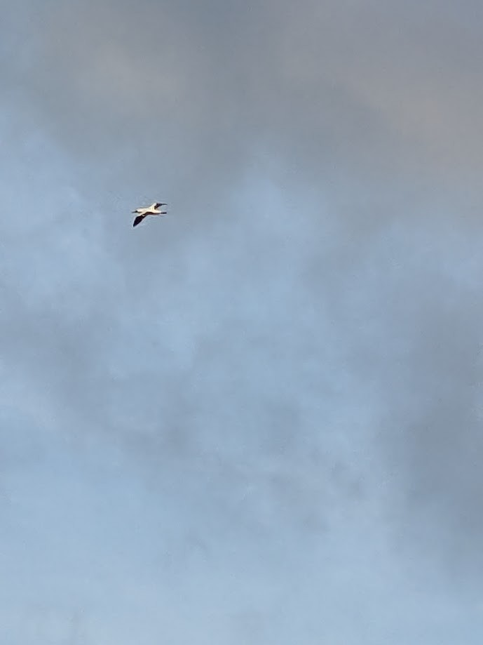 Masked Booby - ML613164378