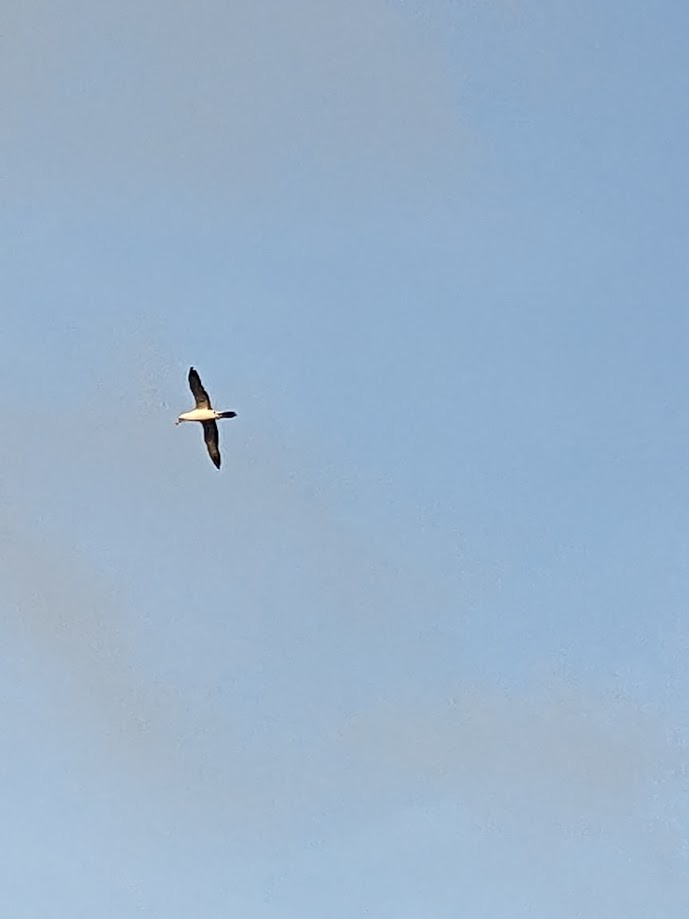Masked Booby - ML613164379