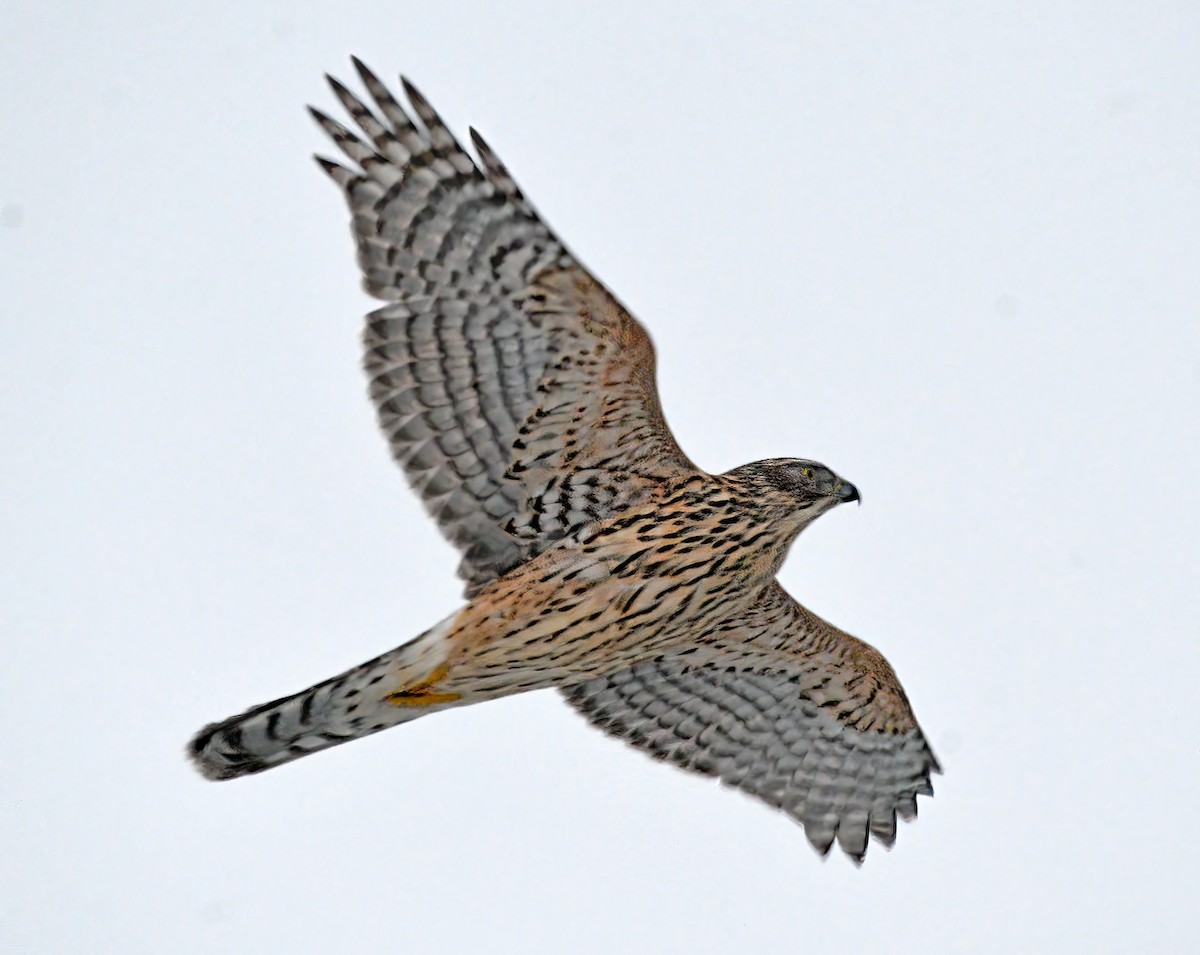 Eurasian Goshawk - ML613164544