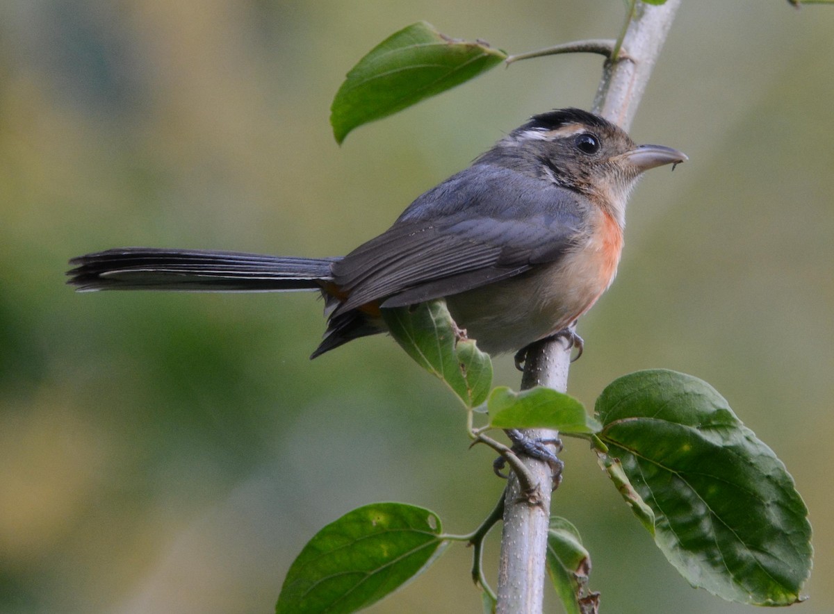 Red-breasted Chat - ML613164573