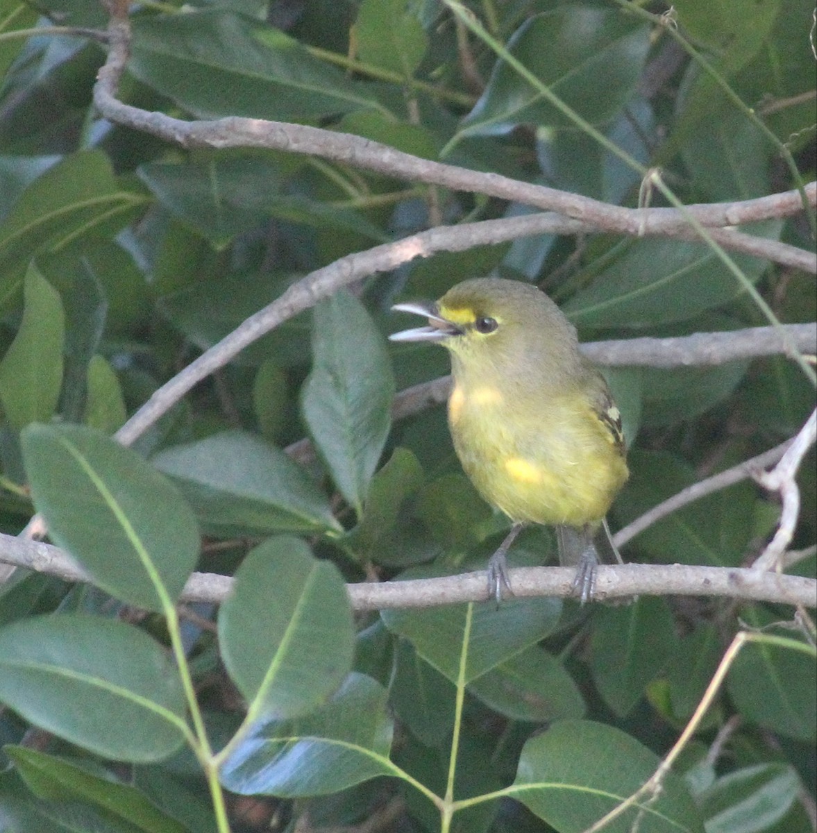 Vireo Piquigrueso - ML613164581