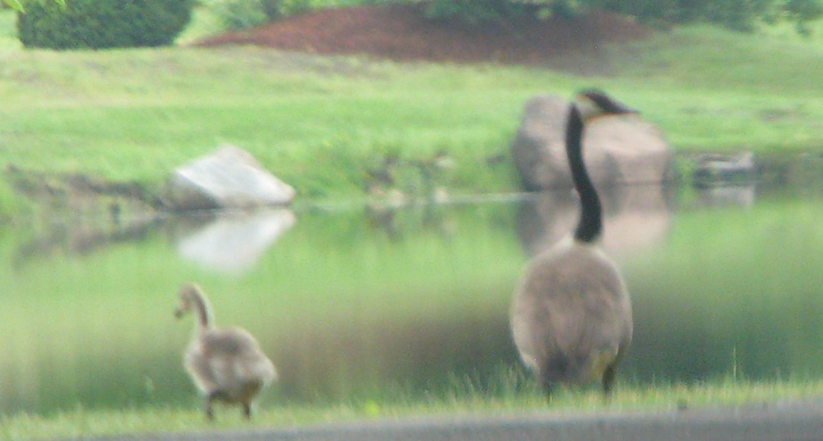 Canada Goose - ML61316461