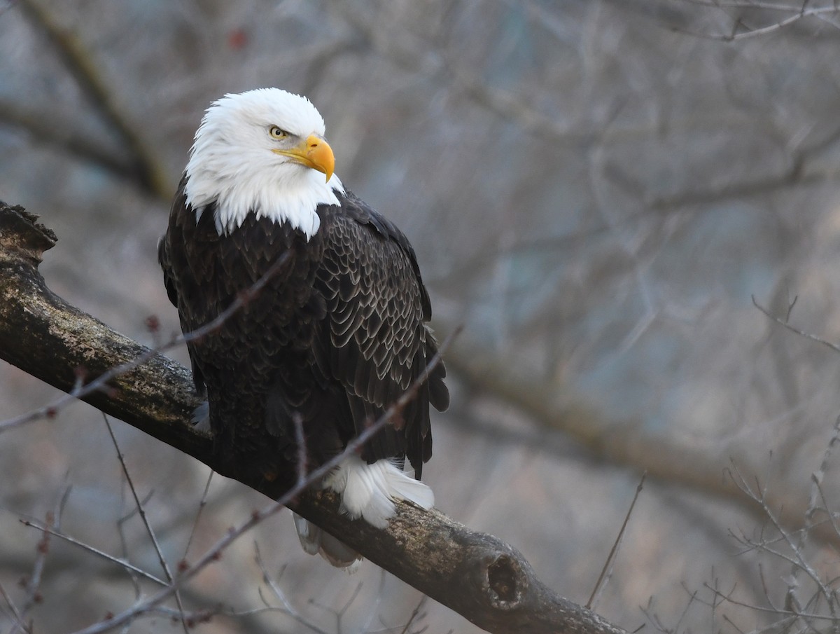 Bald Eagle - Joshua Vandermeulen