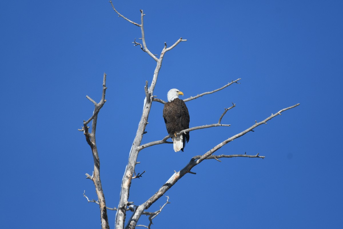 Bald Eagle - ML613164631