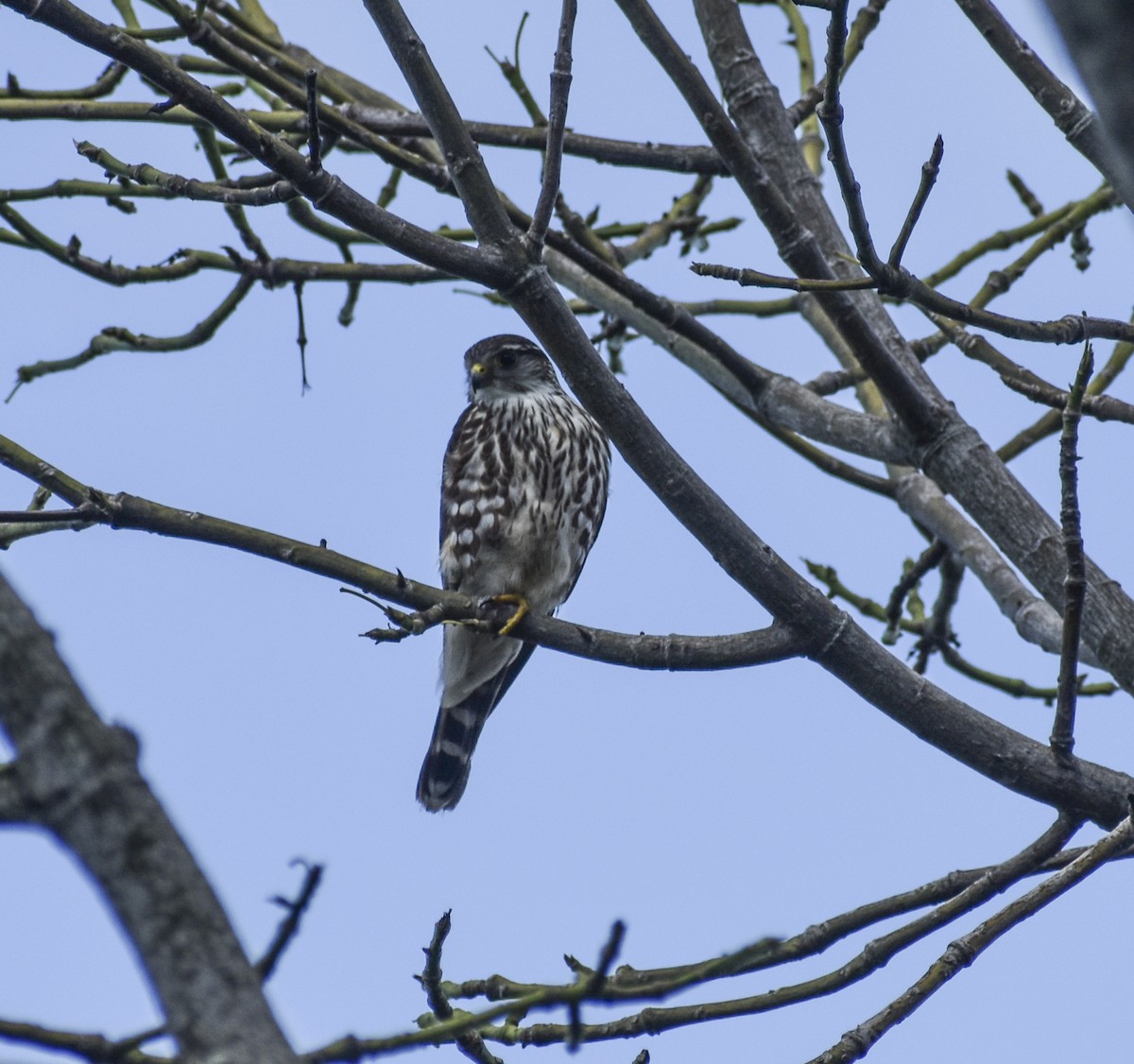 Merlin - ML613164647