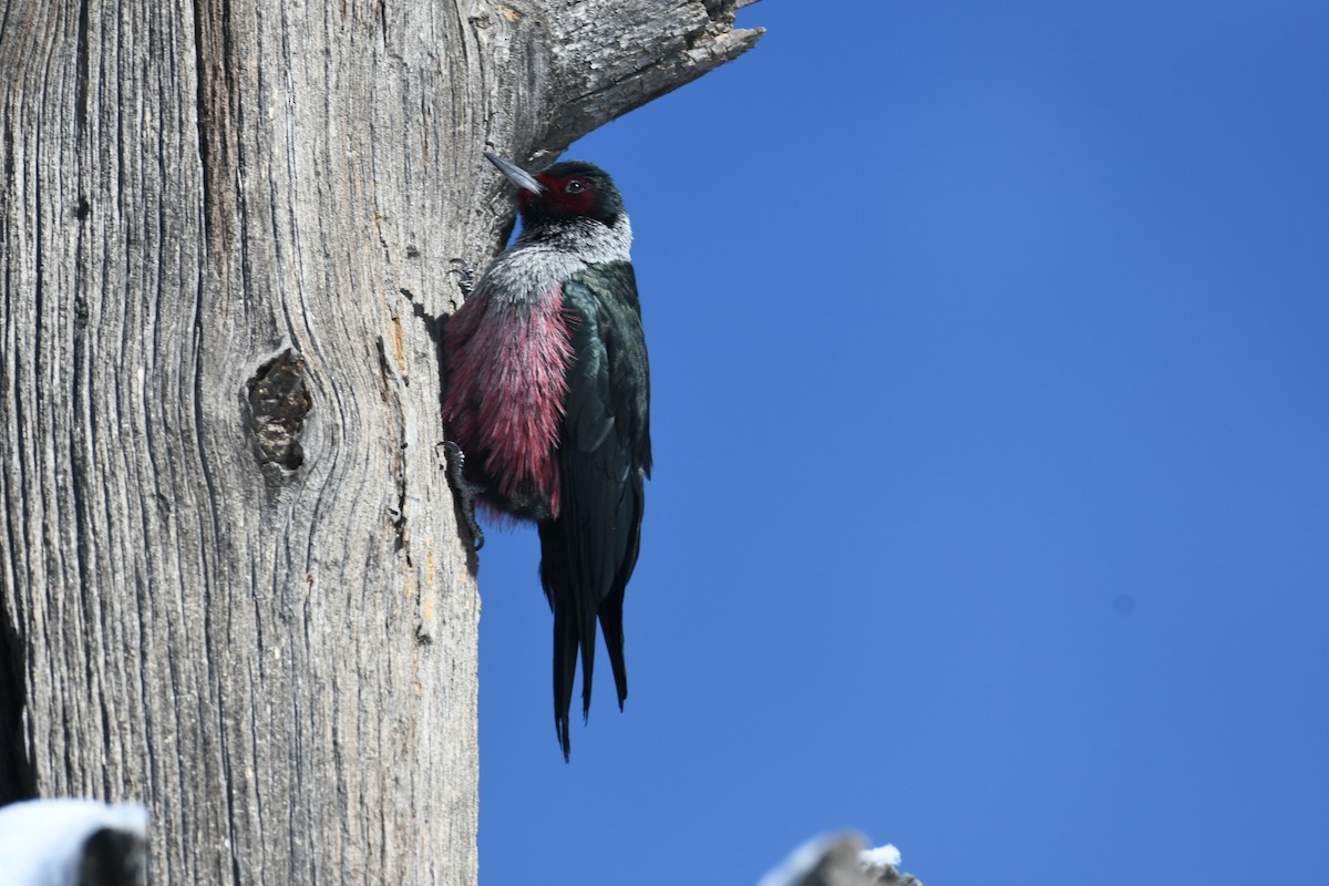 Lewis's Woodpecker - ML613164659
