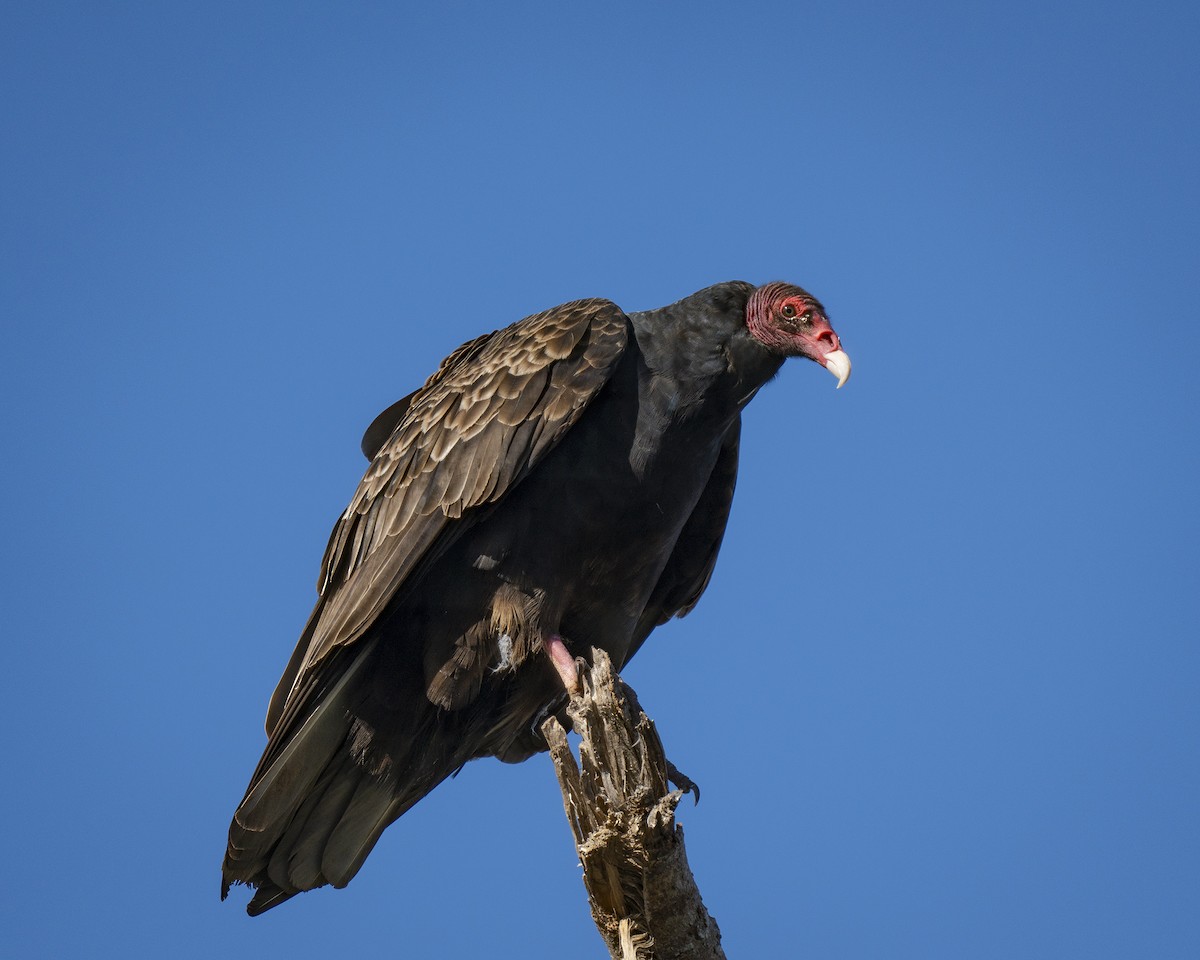 Turkey Vulture - ML613164747