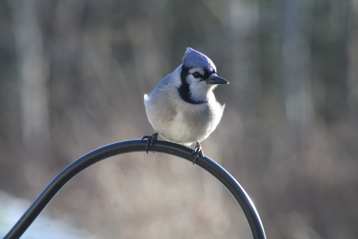 Blue Jay - ML613164759