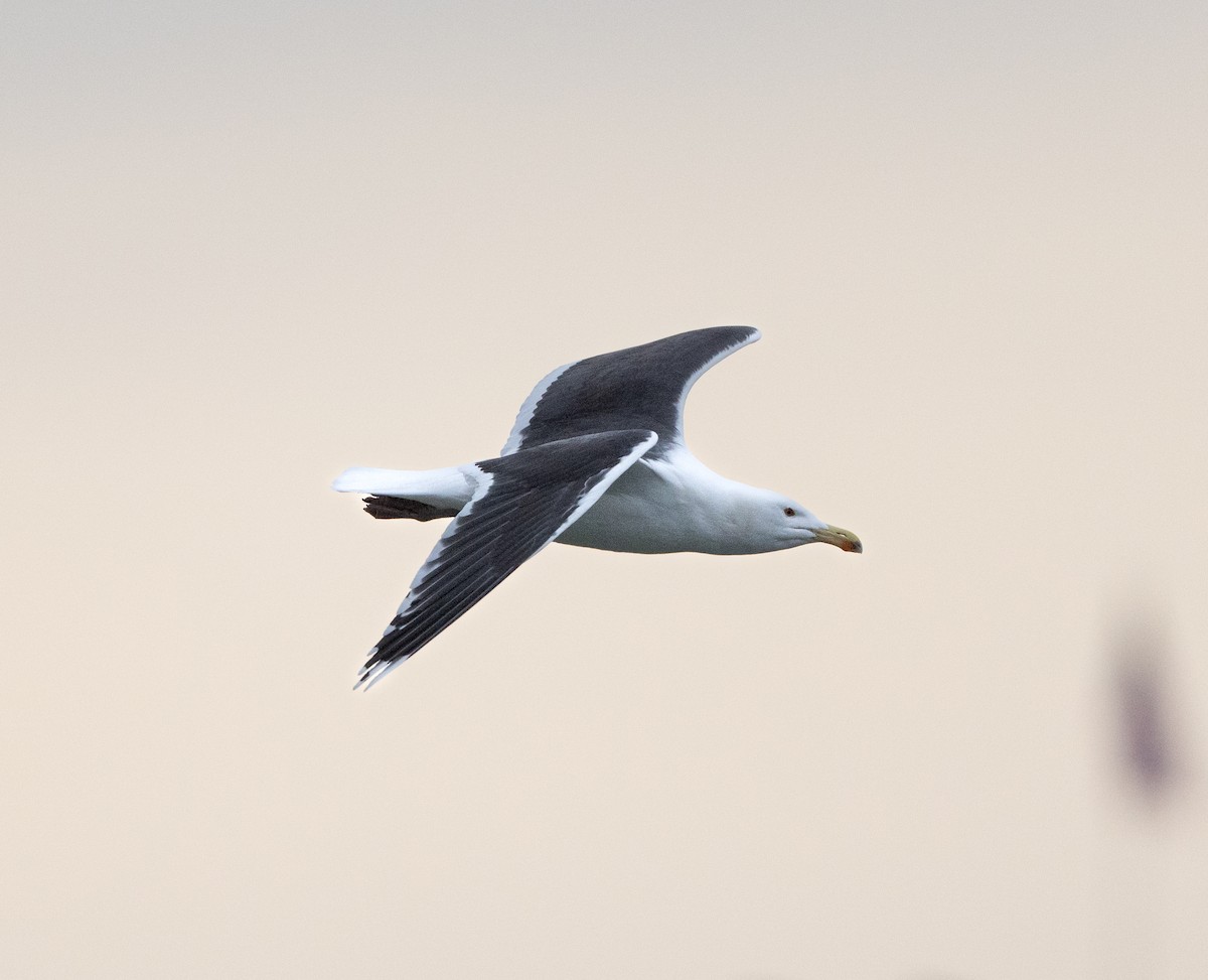 Great Black-backed Gull - ML613164761