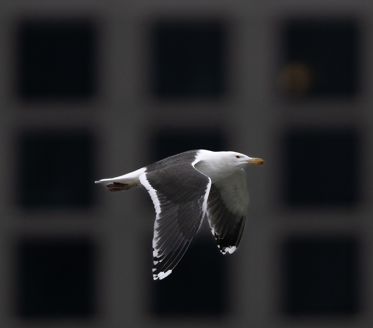 Great Black-backed Gull - ML613164764