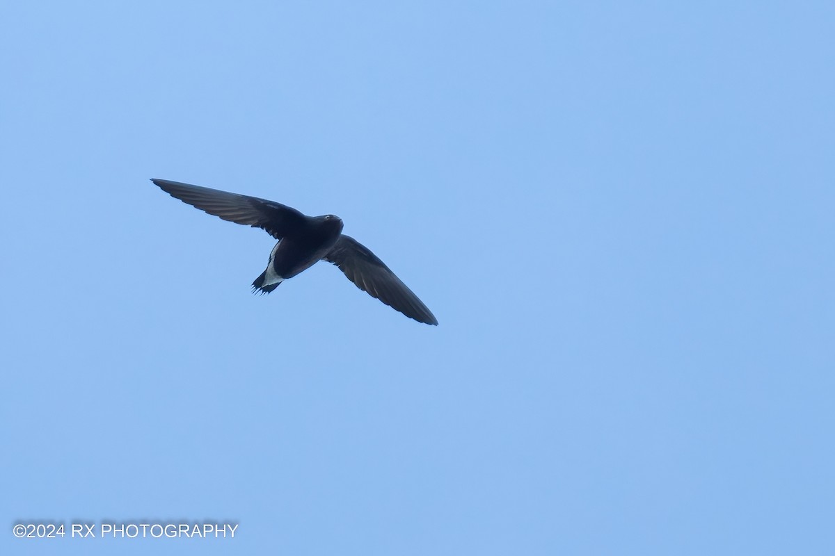 Brown-backed Needletail - ML613164773
