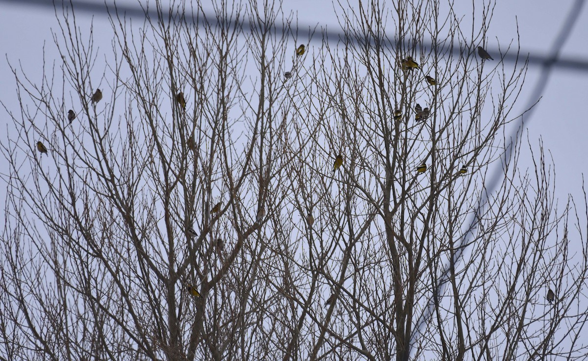 Evening Grosbeak - ML613164786