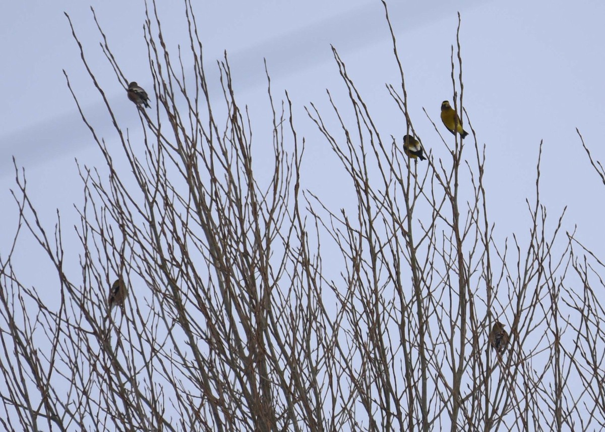 Evening Grosbeak - ML613164809