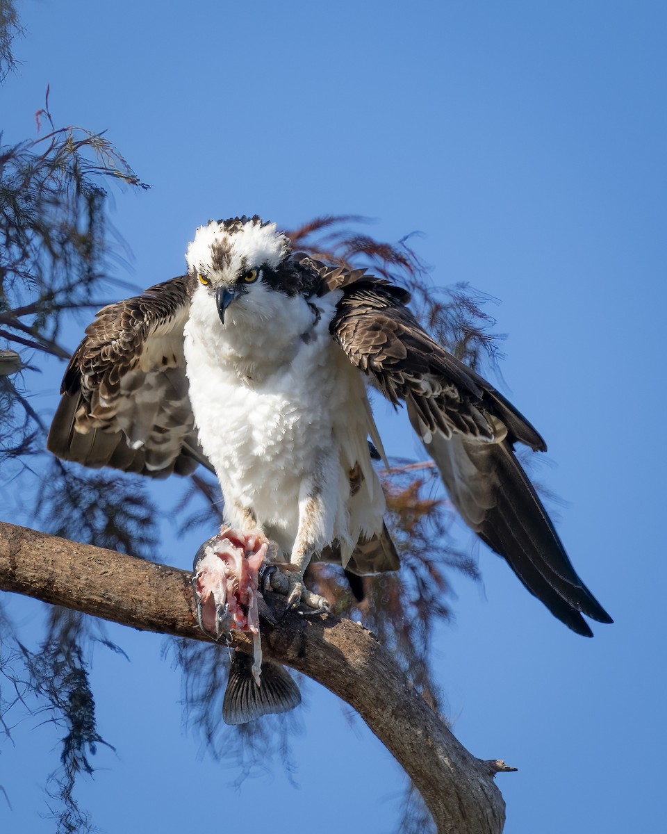 Osprey - ML613164812