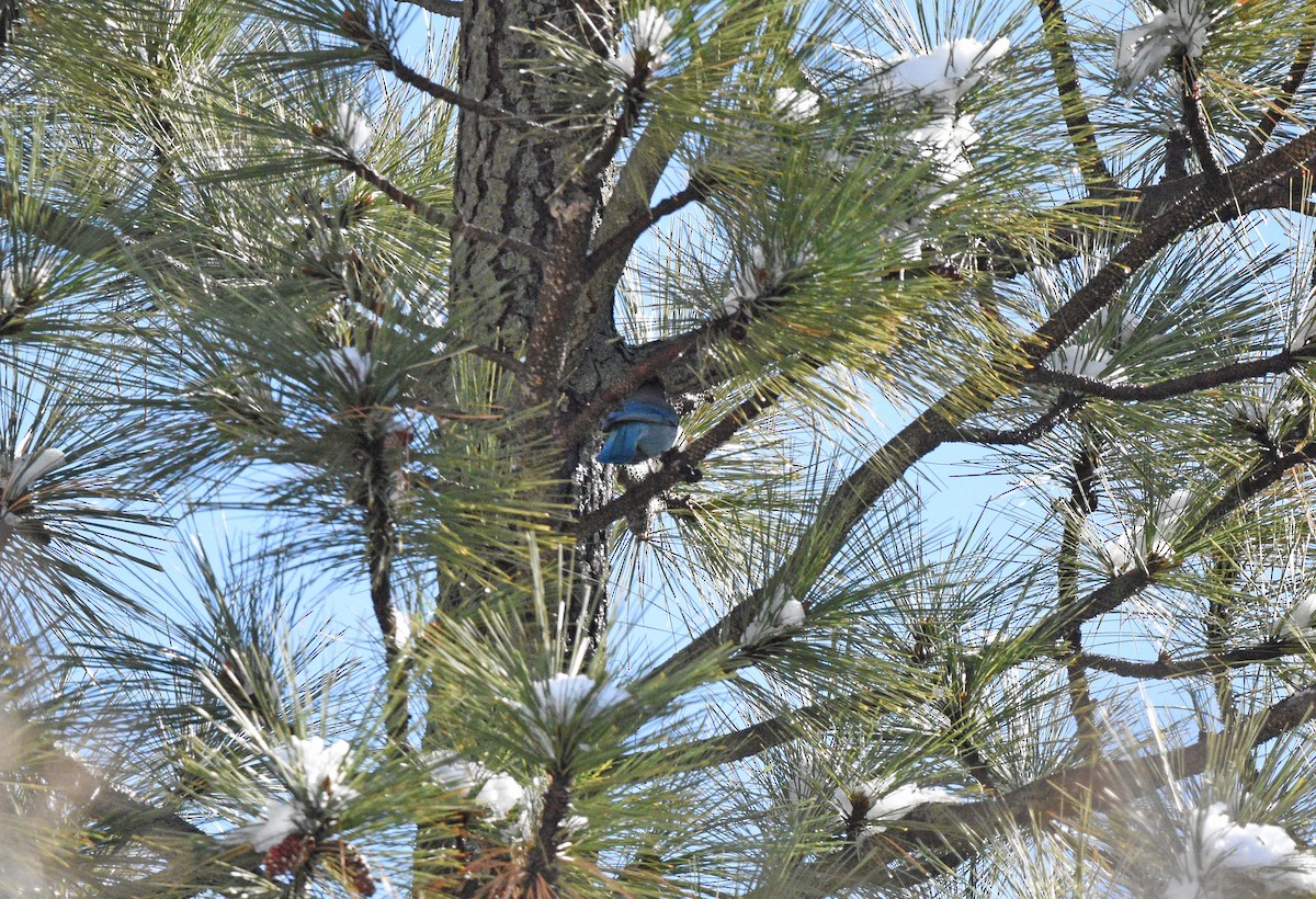 Steller's Jay - ML613164871