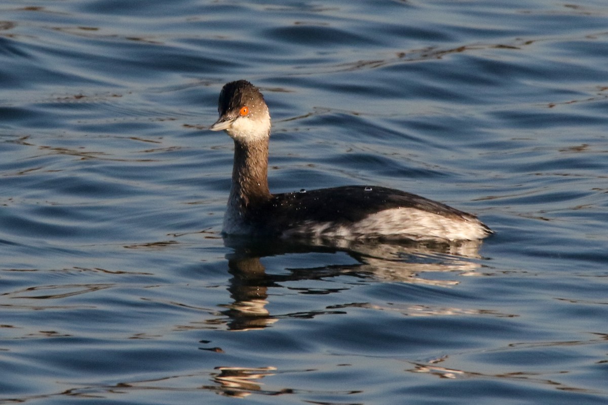 Eared Grebe - ML613164876