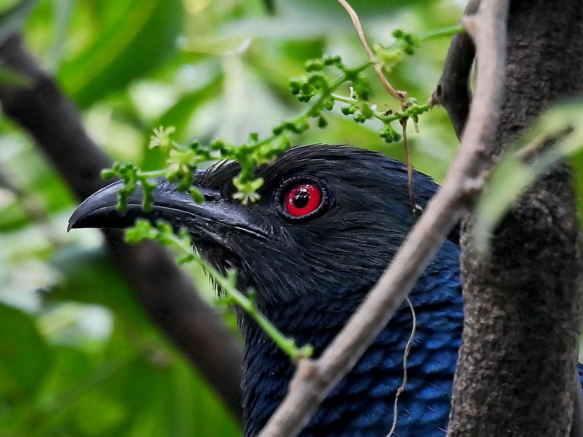 Greater Coucal - ML613164929