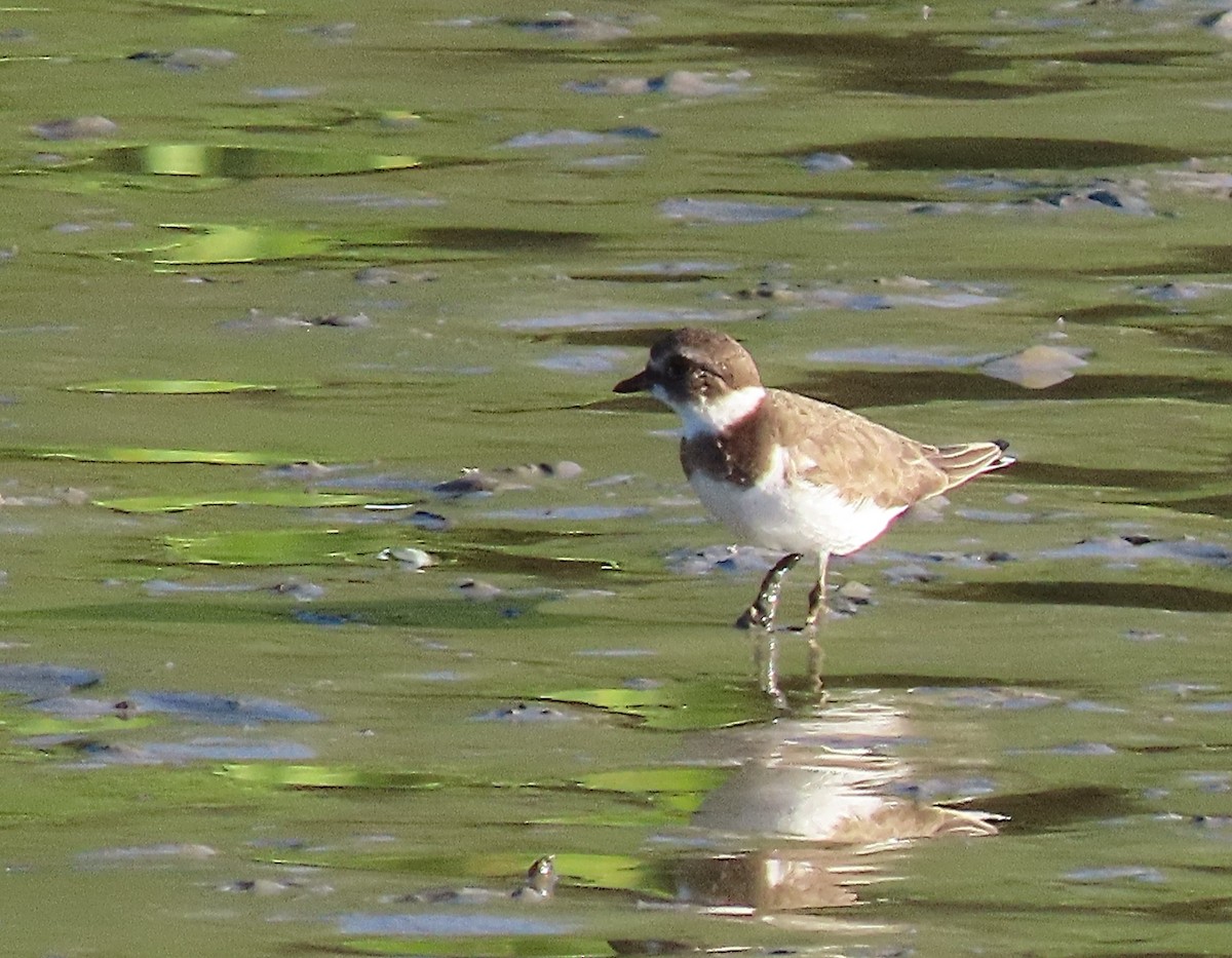 Semipalmated Plover - ML613165019