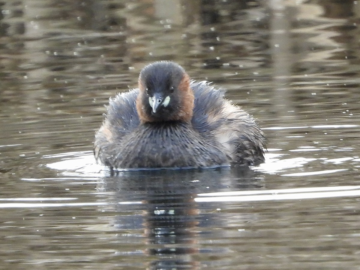 Little Grebe - ML613165070