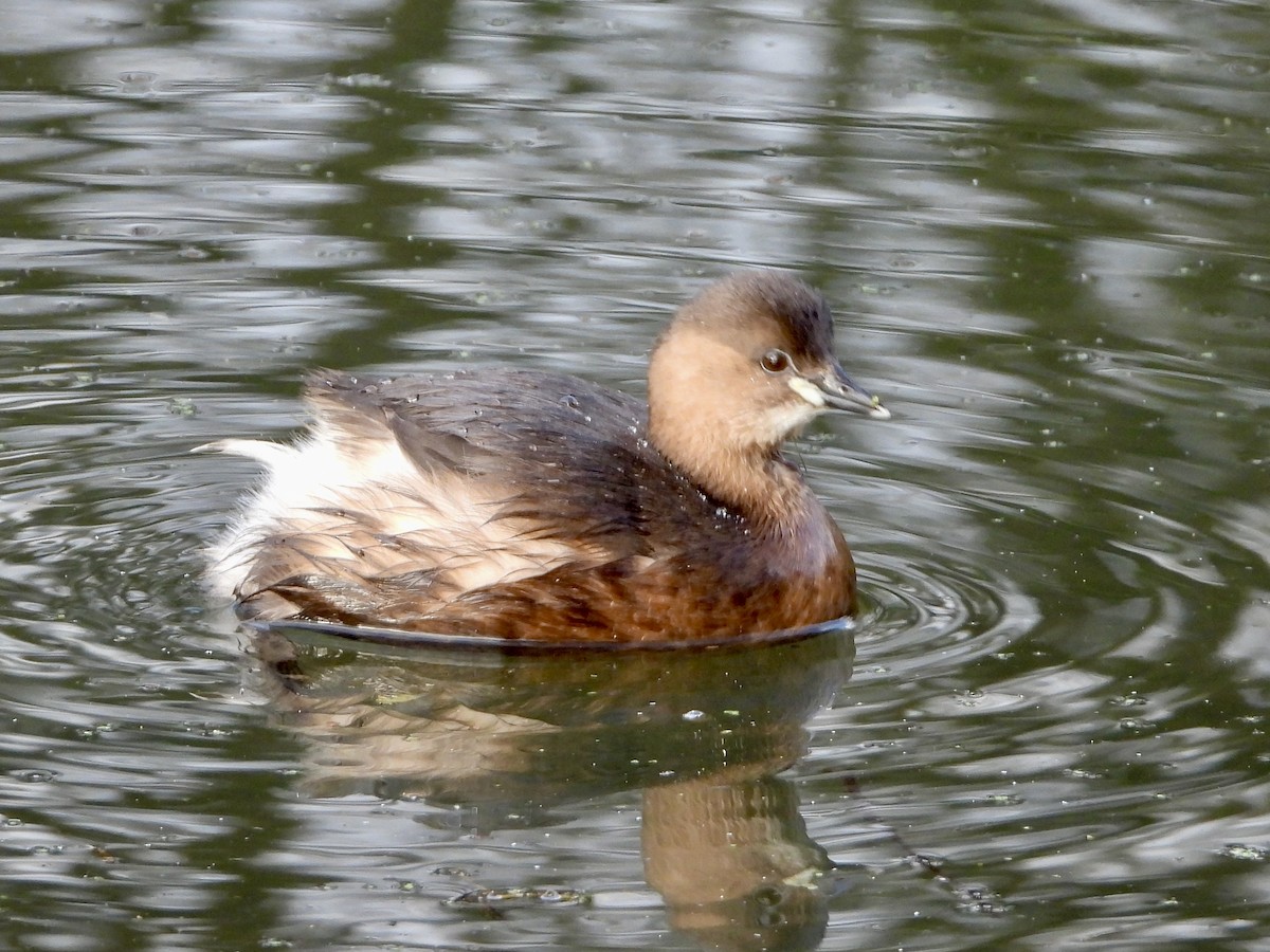 Little Grebe - ML613165074