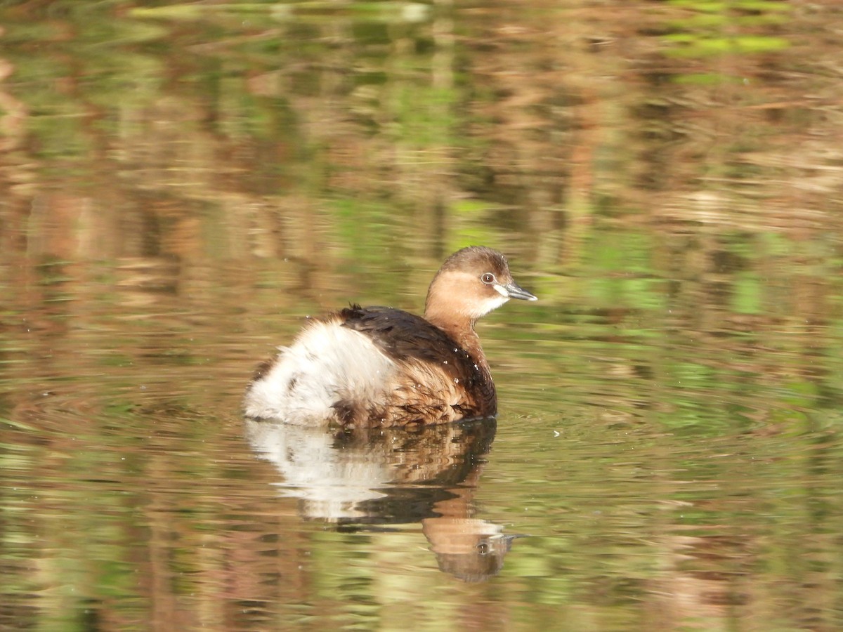 Little Grebe - ML613165077