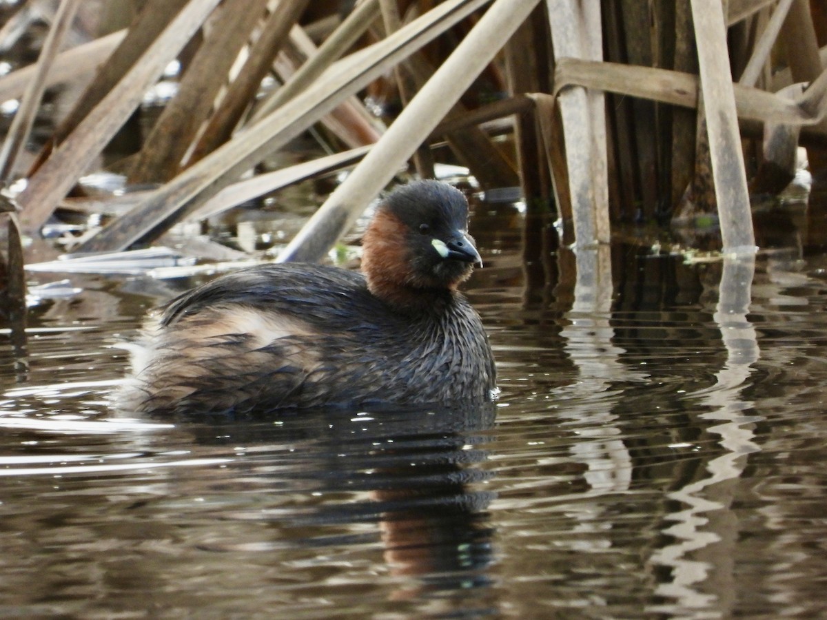 Little Grebe - ML613165079