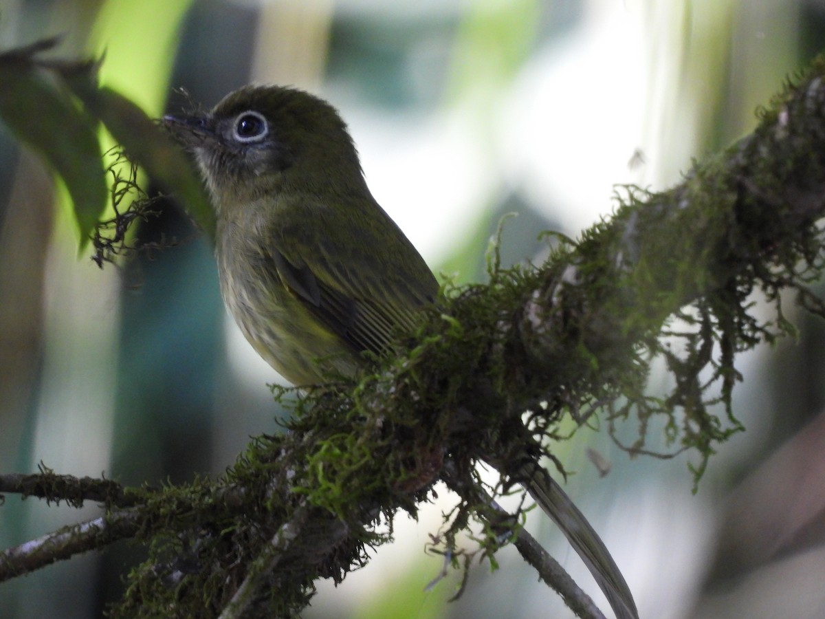 Eye-ringed Flatbill - Miguel Angel Och Hernández