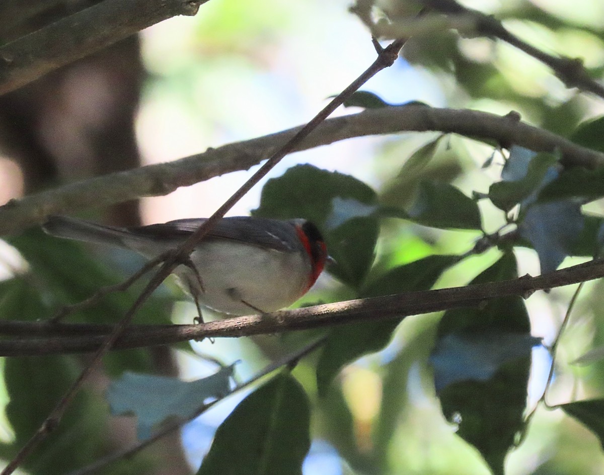 Red-faced Warbler - Scott Loss