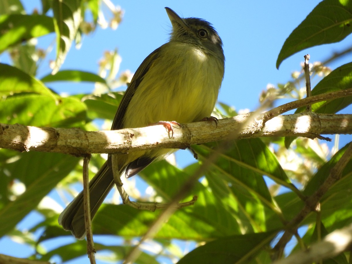 Yellow-olive Flatbill (Gray-headed) - ML613165139