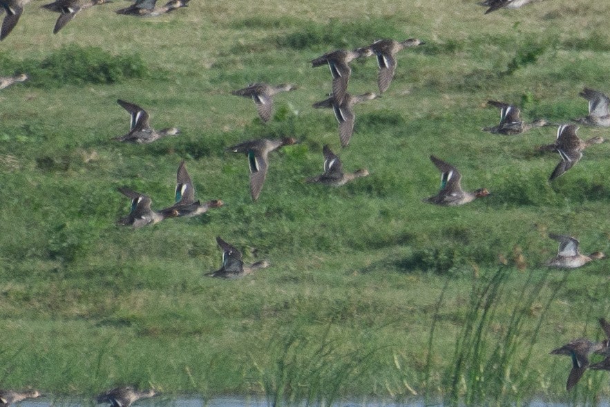 Green-winged Teal - ML613165172