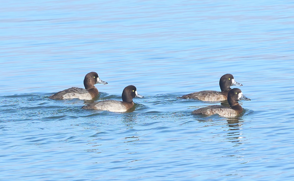 Greater Scaup - ML613165177