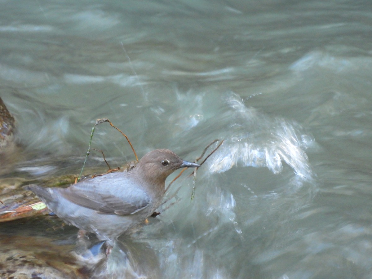 American Dipper - Miguel Angel Och Hernández