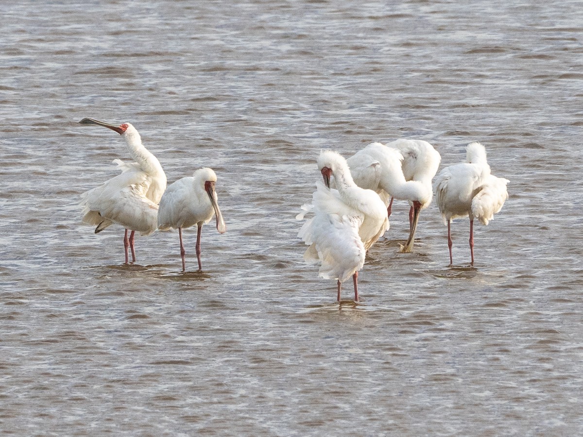 African Spoonbill - ML613165331