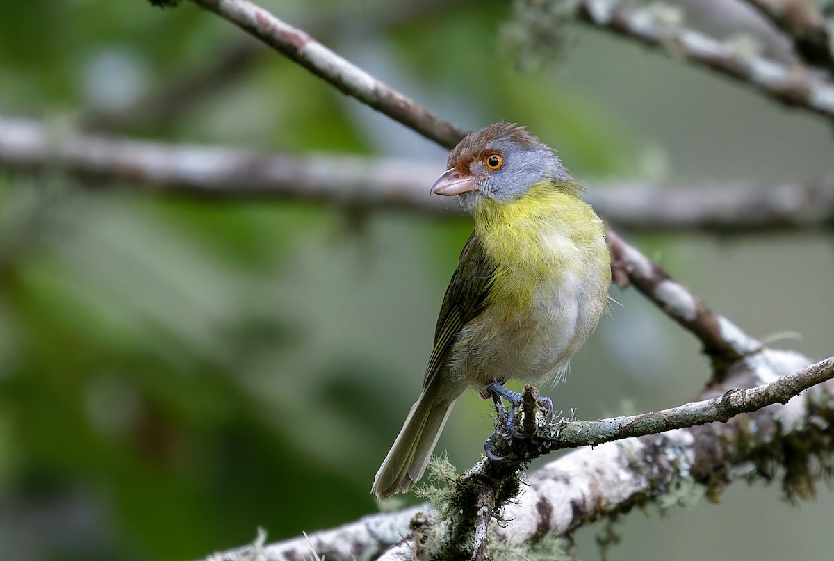 Rufous-browed Peppershrike - ML613165334