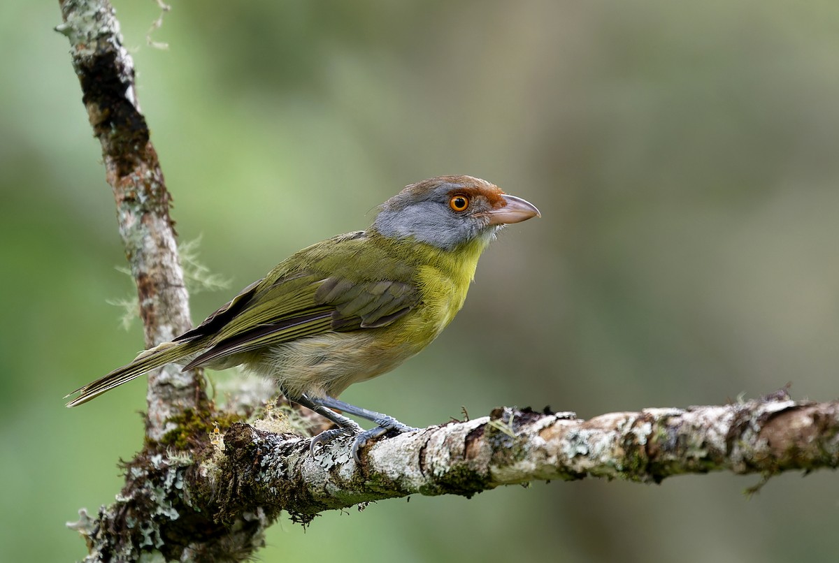 Rufous-browed Peppershrike - ML613165335