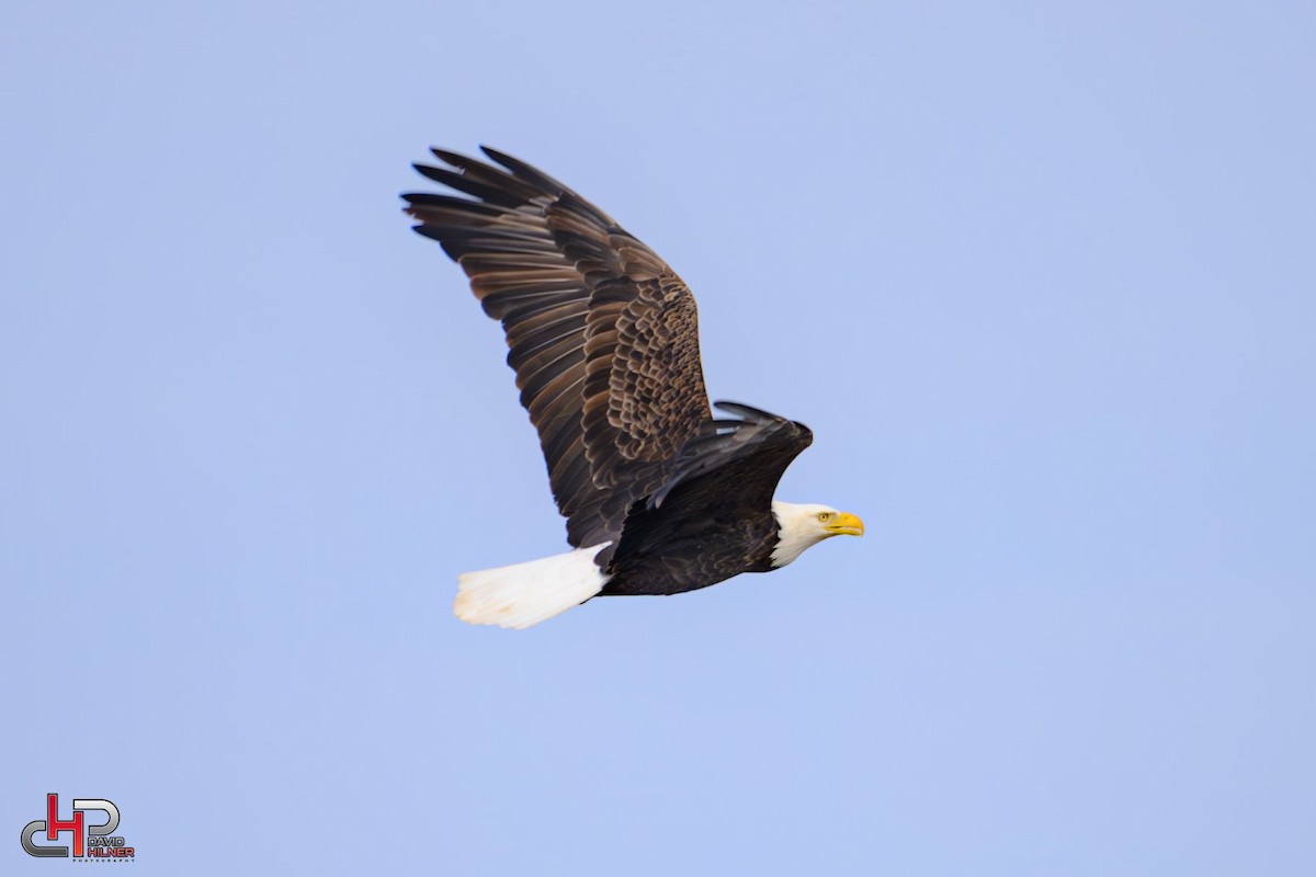 Weißkopf-Seeadler - ML613165362