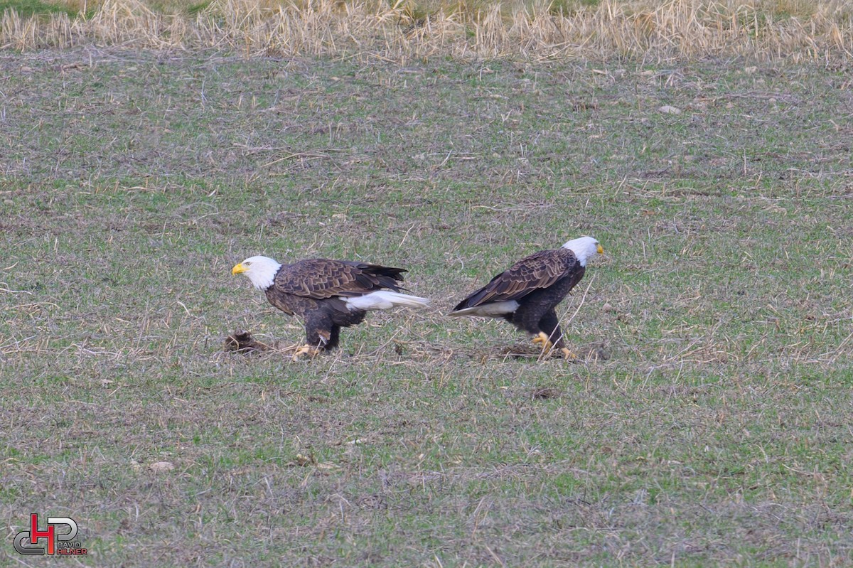 Bald Eagle - ML613165364