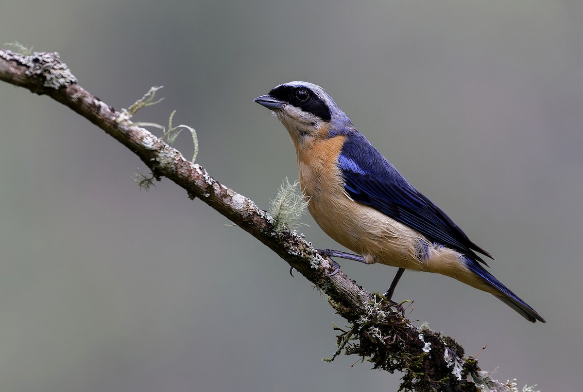 Fawn-breasted Tanager - ML613165374